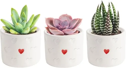 12. Costa Farms Live Succulent Assortment (3-pack)